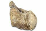 Fossil Mosasaur (Tylosaurus?) Vertebra - Kansas #382069-1